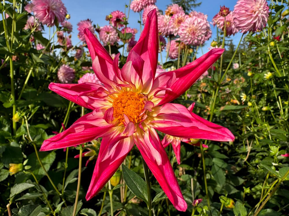 Dahlia 'SB's Red Baron'
