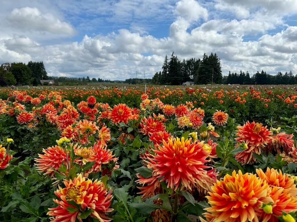 Summer Gardens Tour