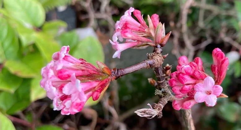 Viburnum x bodnantense 'Pink Dawn'