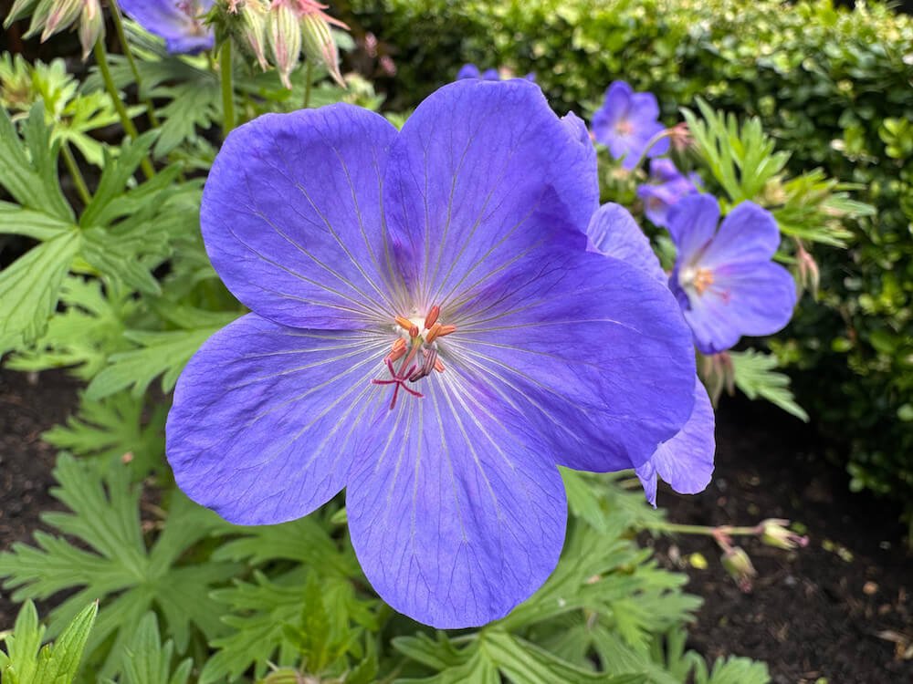 Geranium ‘Johnson’s Blue’