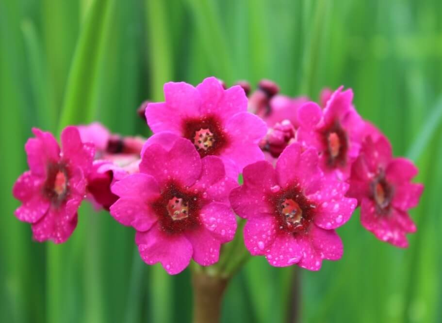 Primula japonica