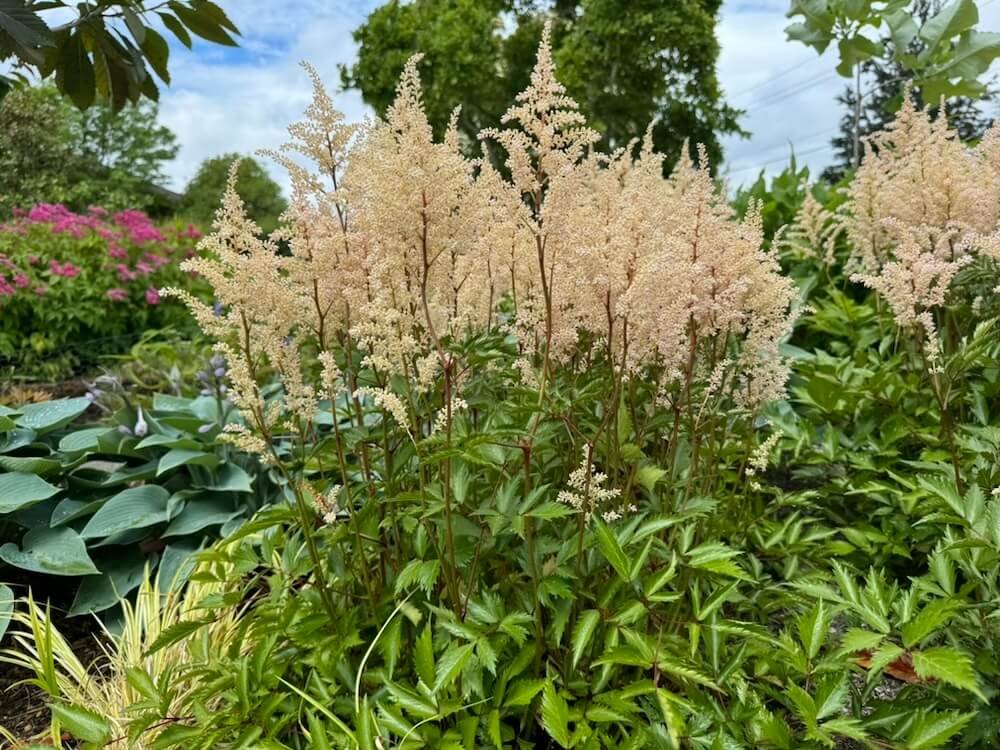 Astilbe x arendsii 'Washington'