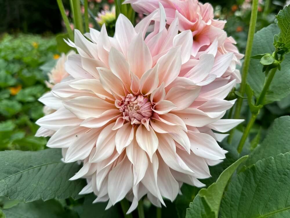 Dahlia 'Cafe au Lait'