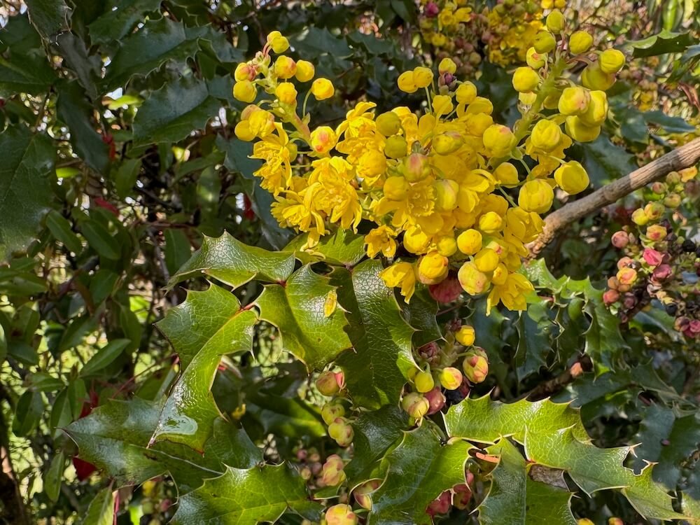 Berberis (Mahonia) aquifolium