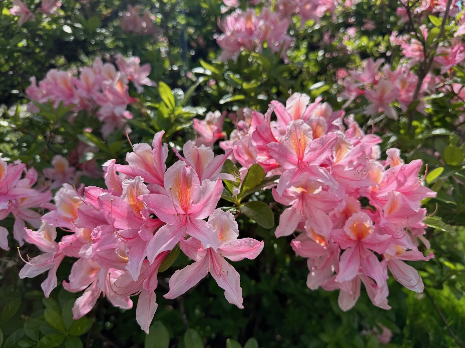 Rhododendrons