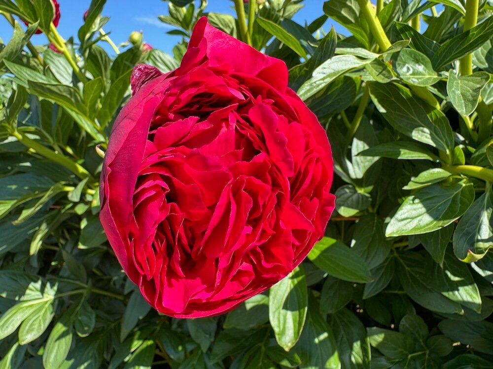 Paeonia x lactiflora 'Carol'