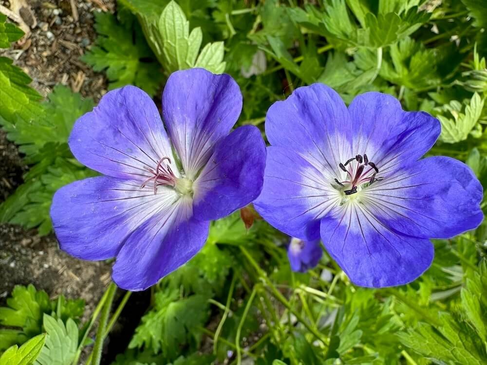 Geranium x 'Rozanne'