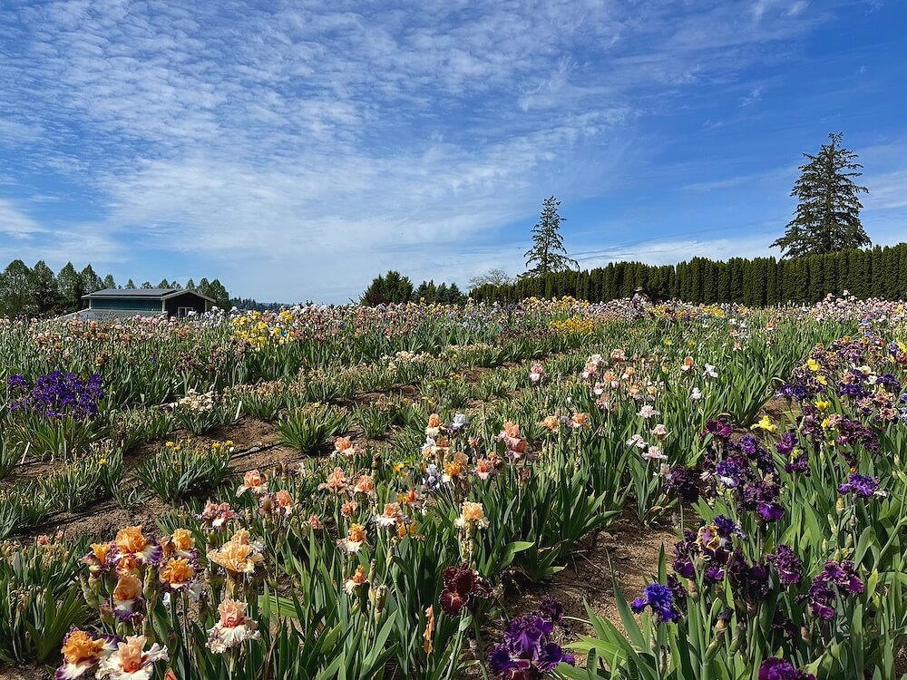 MID-AMERICA (IRIS) GARDEN