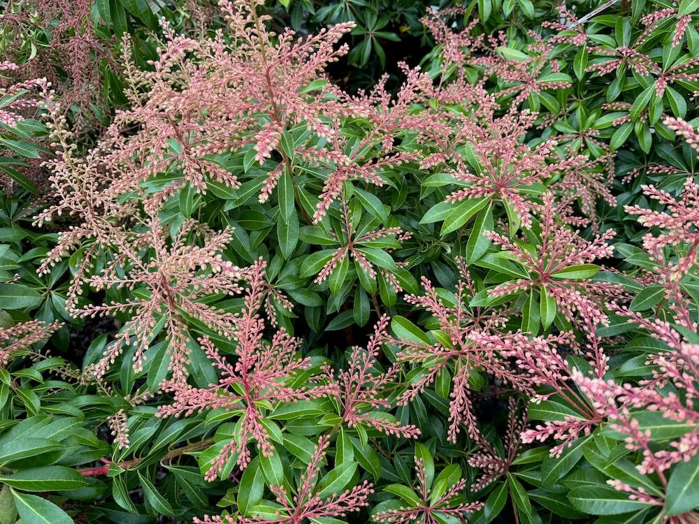 Pieris japonica 'Valley Fire'