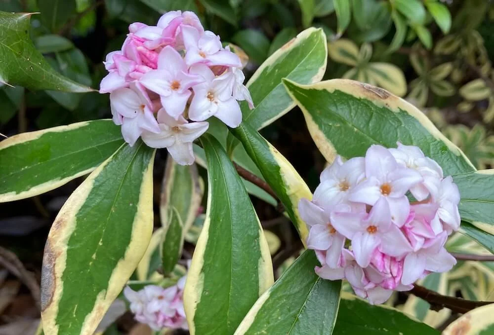 Daphne odora ‘Maejima’