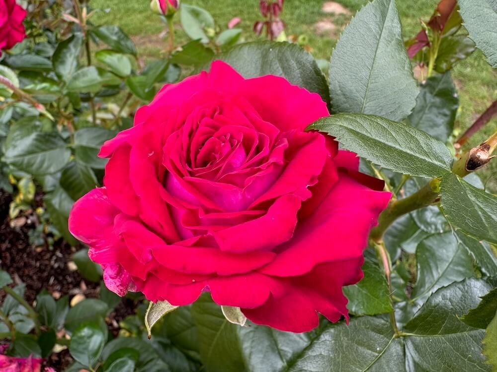 Rosa 'Stiletto'