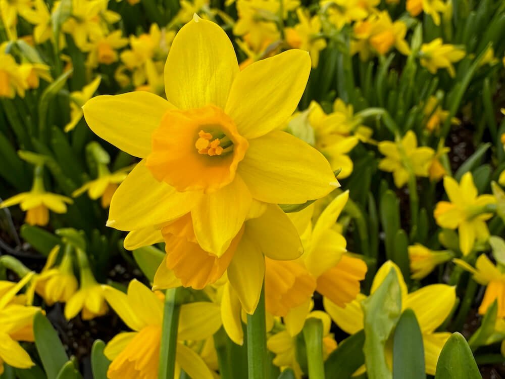 Narcissus pseudonarcissus 'Tete-a-Tete'