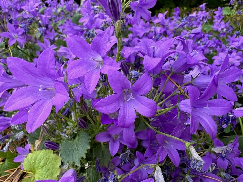 Campanula portenschlagiana