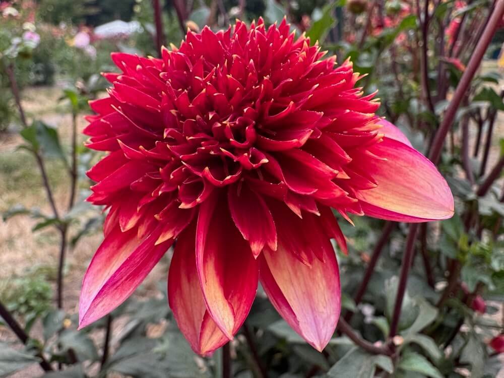 Dahlia 'Gitty Up'