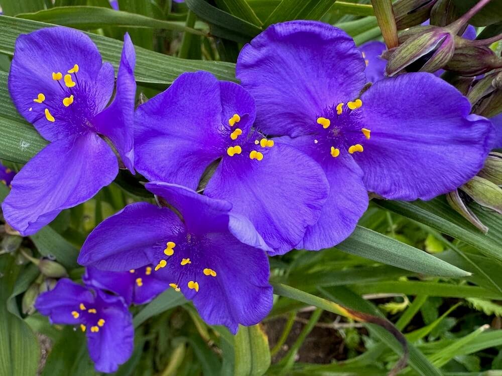 Tradescantia virginiana