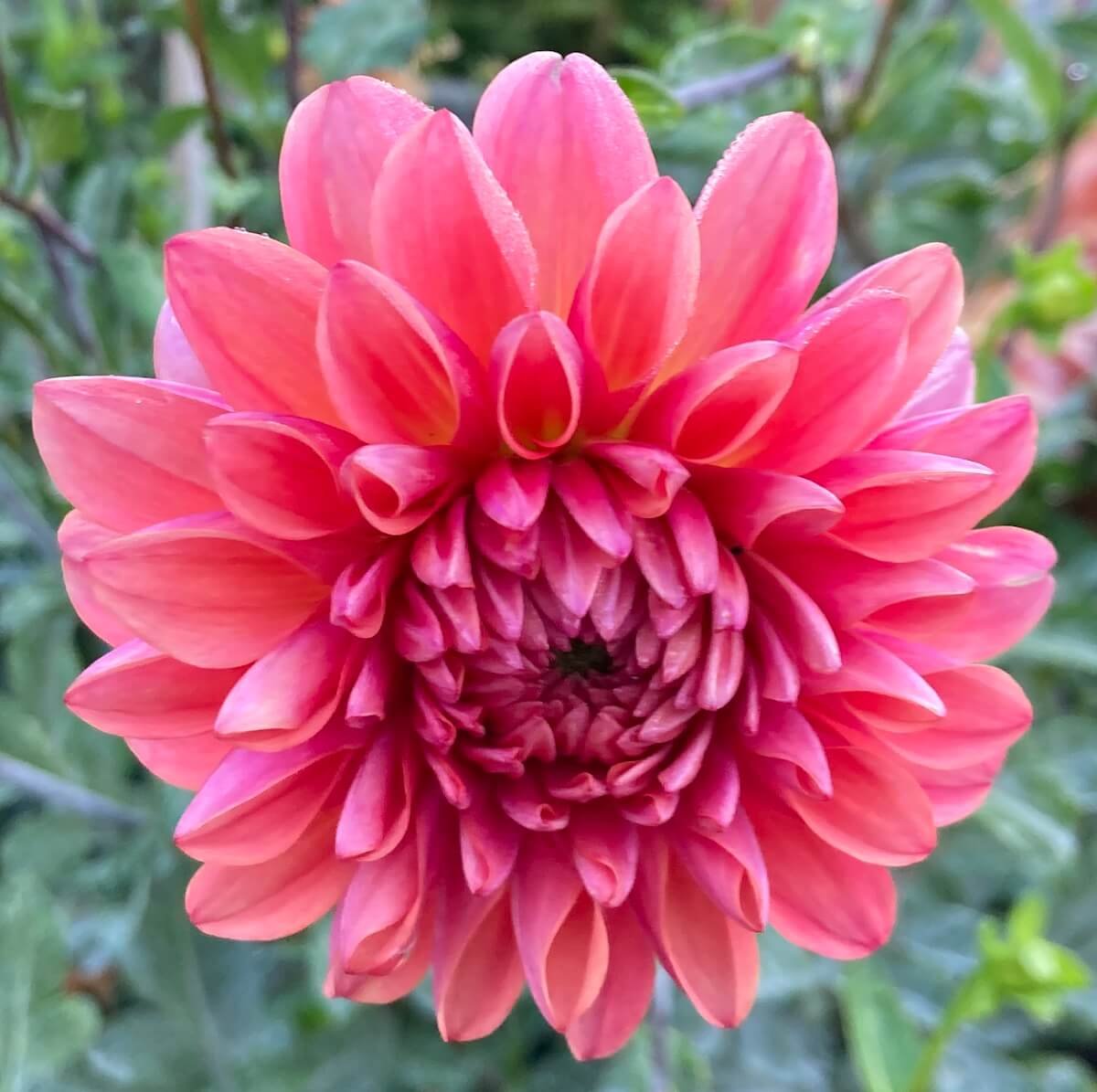 Dahlia 'Mystique'