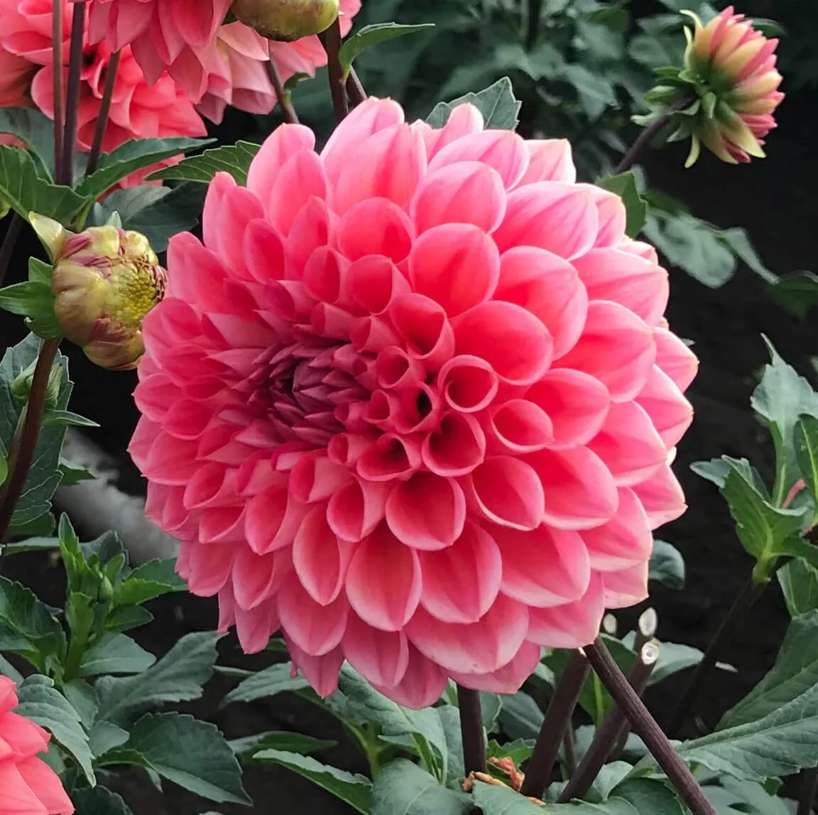 Dahlia 'Tempest'
