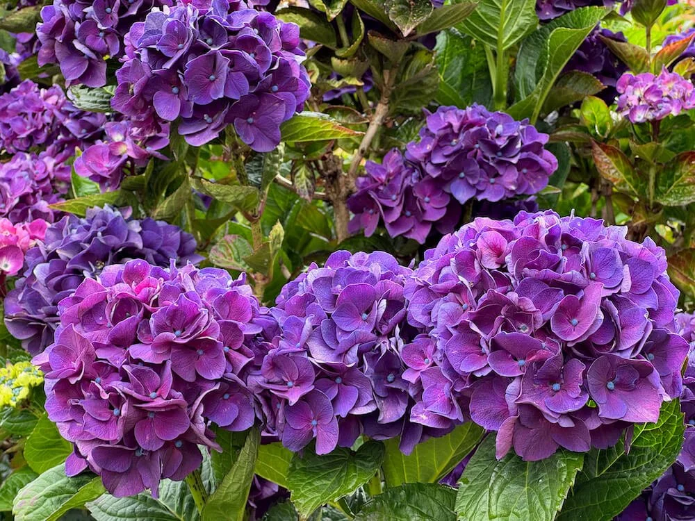 Hydrangea macrophylla 'Merveille Sanguine'