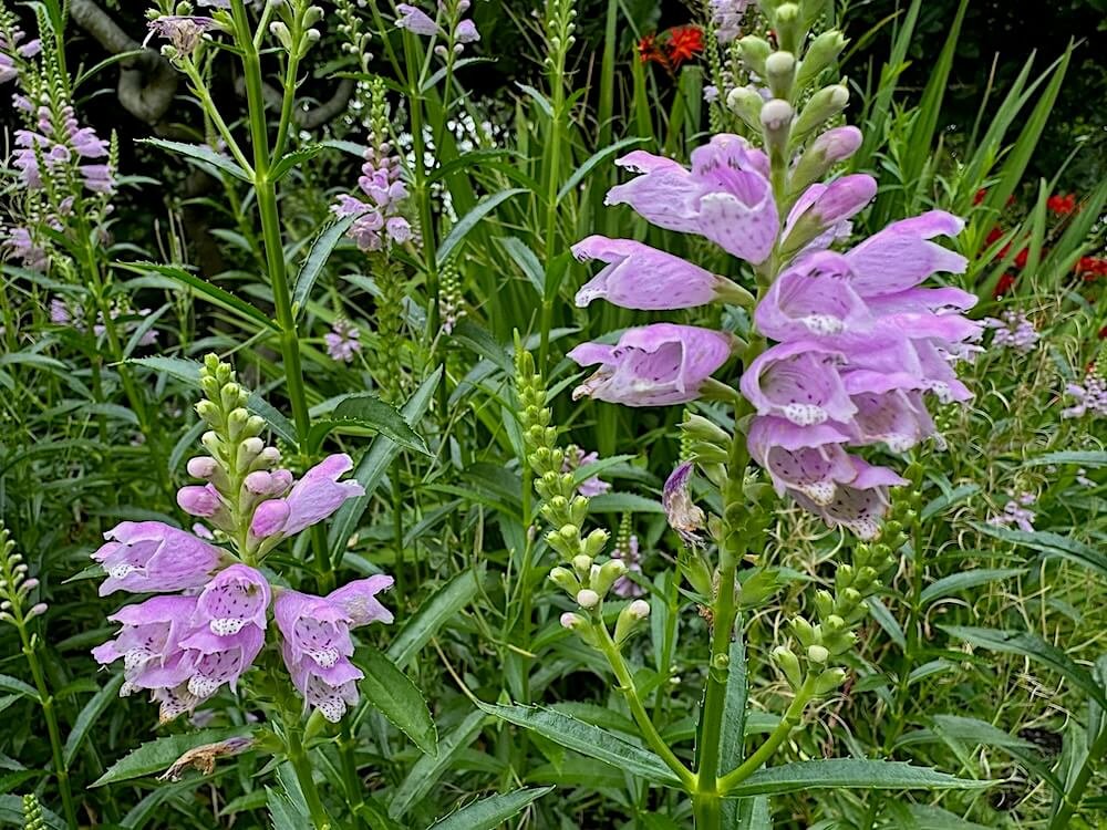 OBEDIENT PLANT (Physostegia)