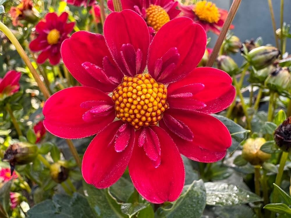 Dahlia 'Kelsey Spirit'