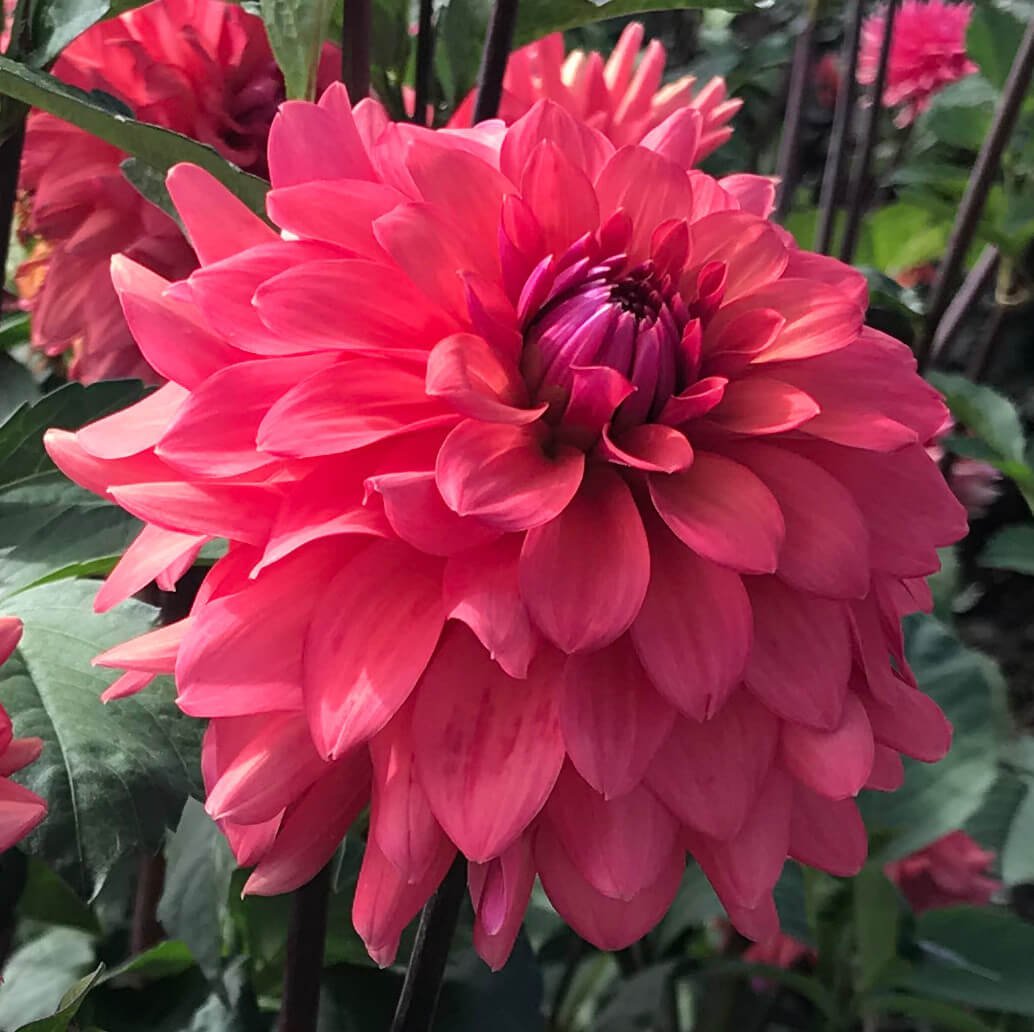 Dahlia 'Cheers'