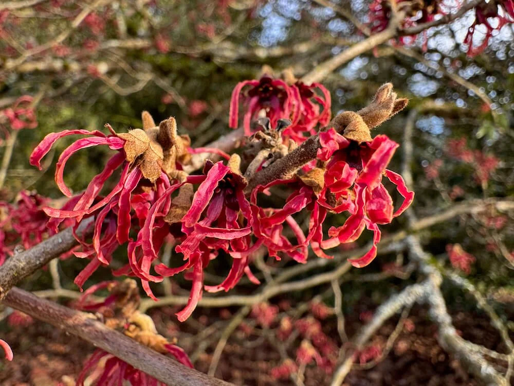 Hamamelis x intermedia ‘Ruby Glow’