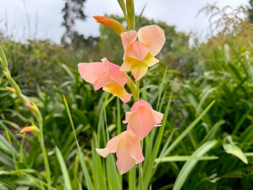 Gladiolus dalenii 'Bolivian Peach'