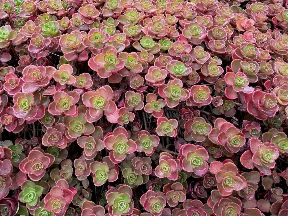 Sedum spurium ‘Red Carpet’
