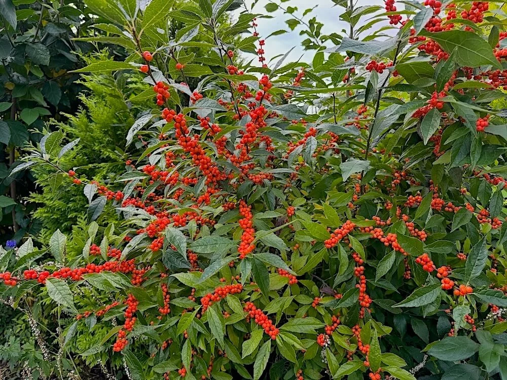 Ilex verticillata 'Afterglow'