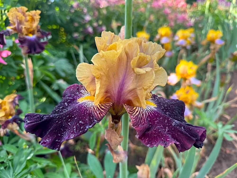 Iris 'Table for Two'