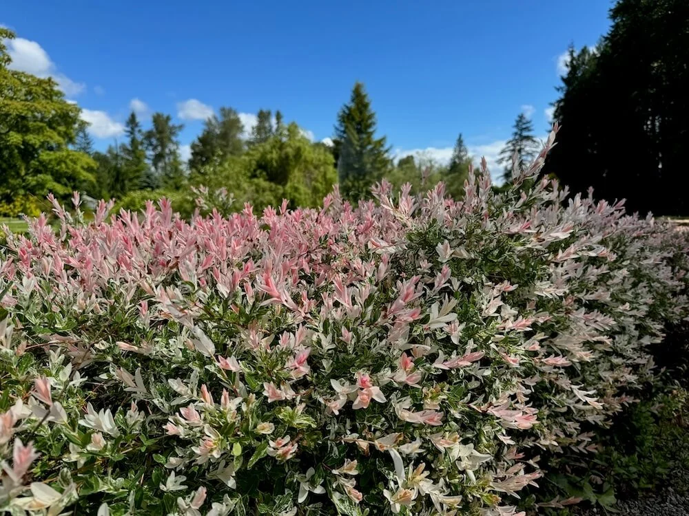 Salix integra 'Flamingo'