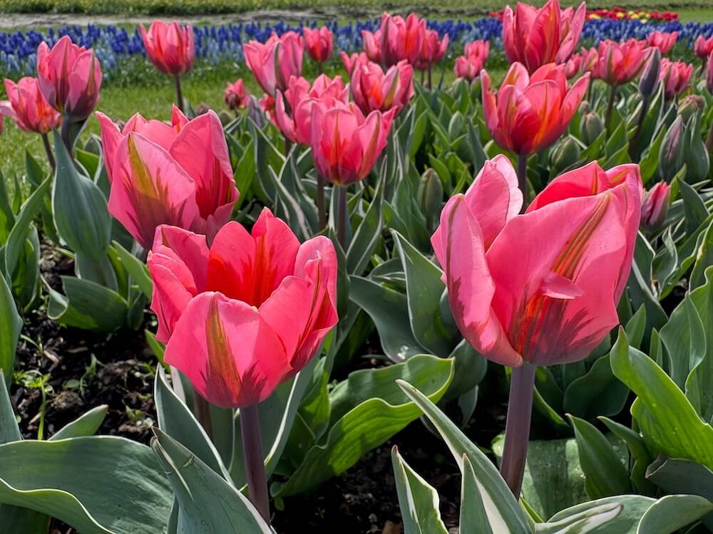 Tulipa 'Pretty Princess'