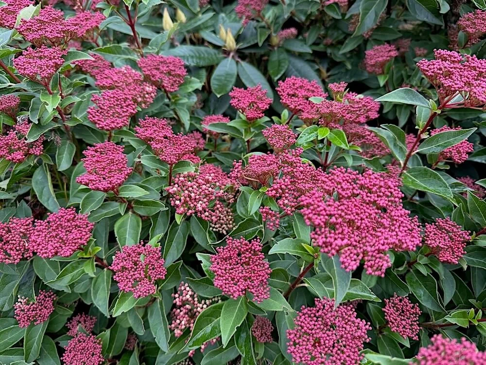 Viburnum tinus