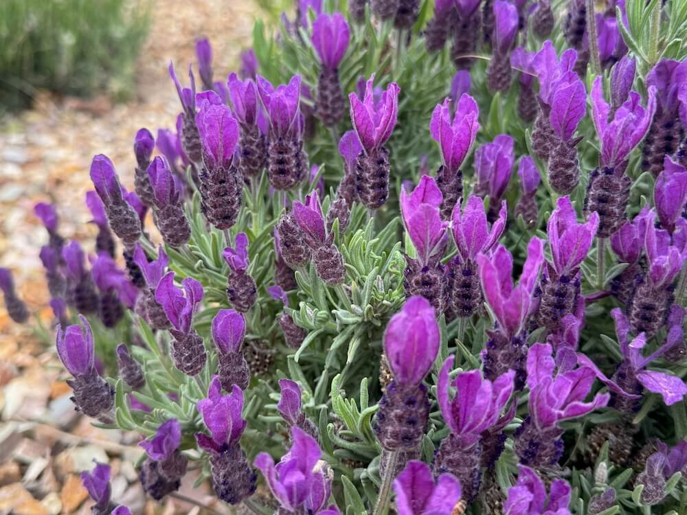 LAVENDER (Lavandula)