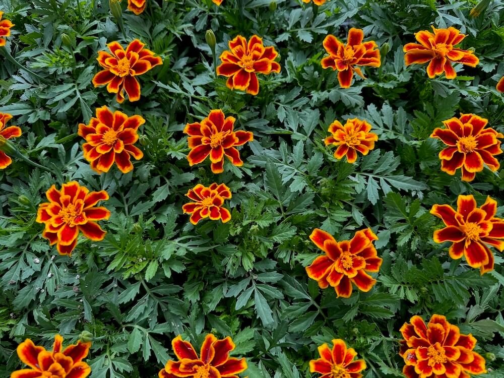 OLMSTEAD’S NURSERY
