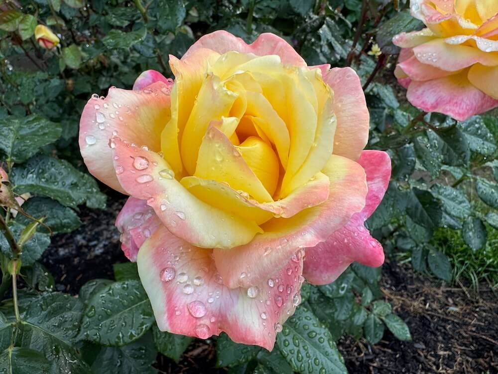 Rosa 'Love and Peace'