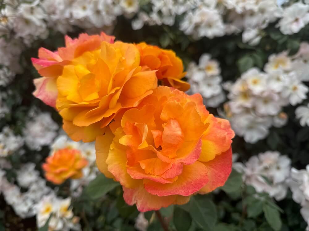PENINSULA PARK ROSE GARDEN