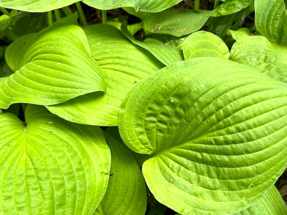 Hosta pachyscapa 'Piedmont Gold'