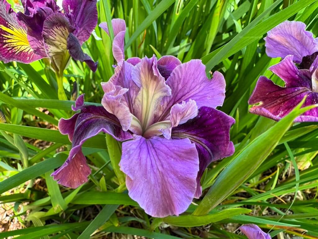 Iris sibirica ‘Miss Apple’