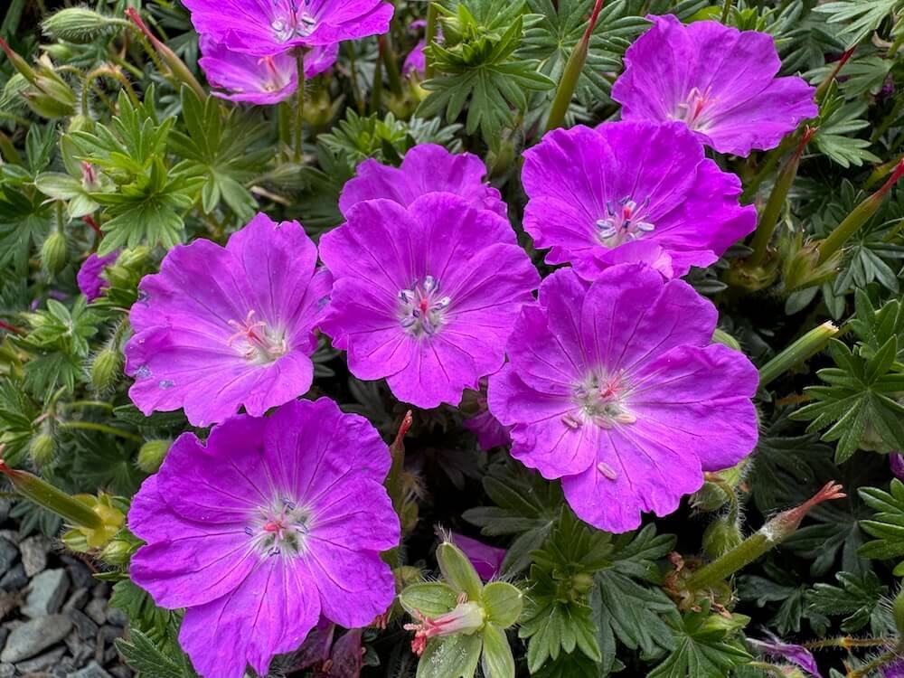 CRANESBILL (Geranium)
