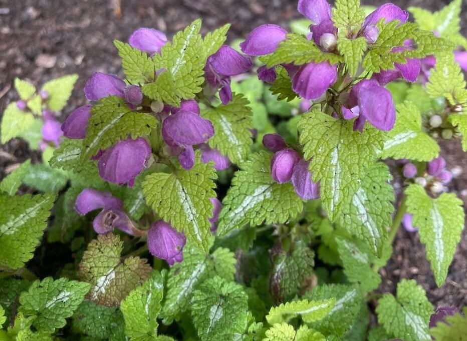 Lamium maculatum ‘Anne Greenaway’