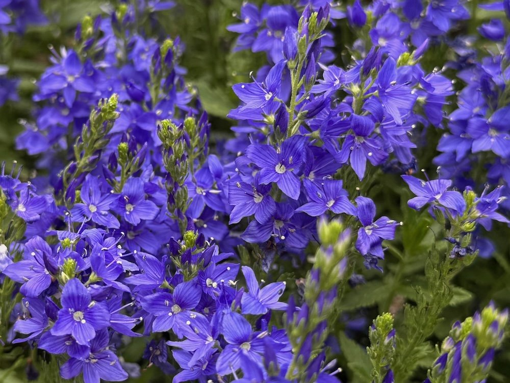 SPEEDWELL (Veronica)