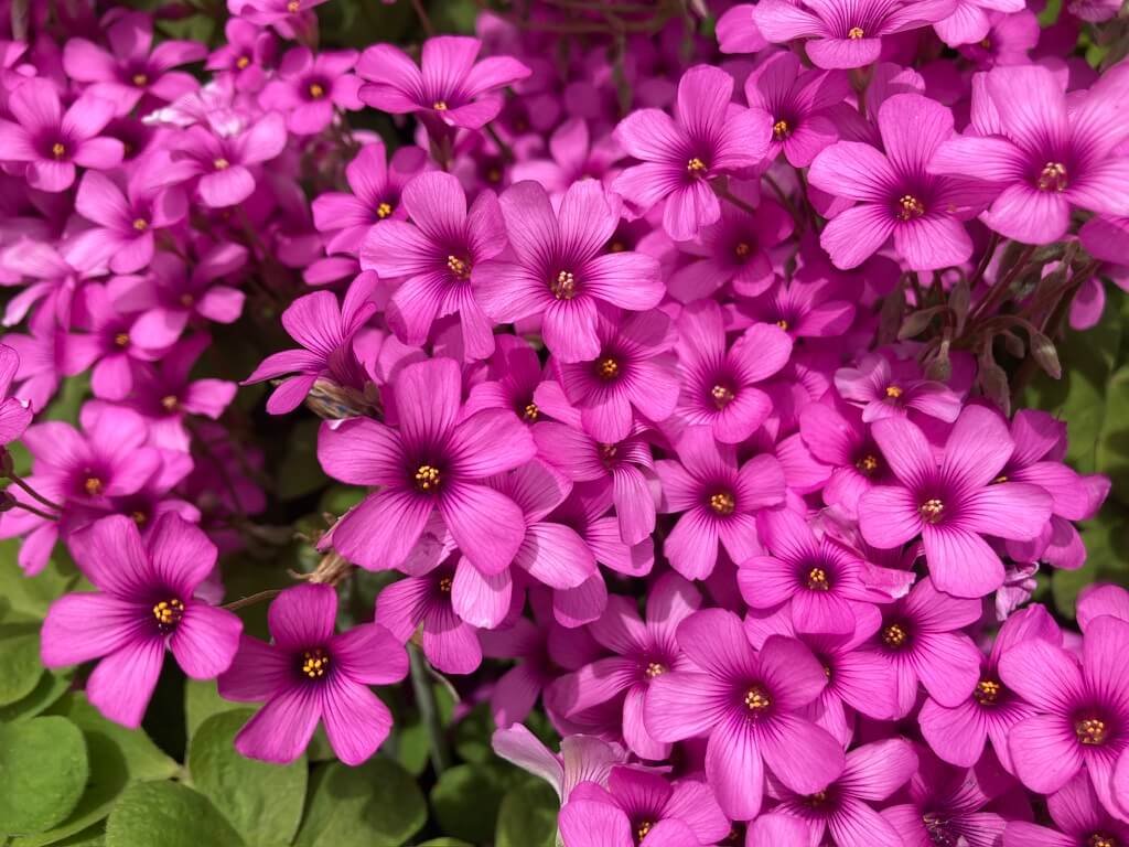 Summer Blooming Groundcovers