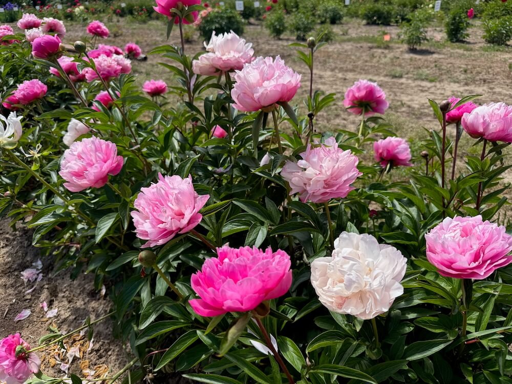 BROOKS GARDENS PEONIES