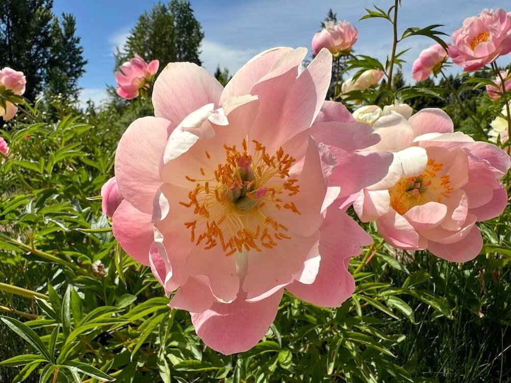 Paeonia x lactiflora 'Abalone Pearl'