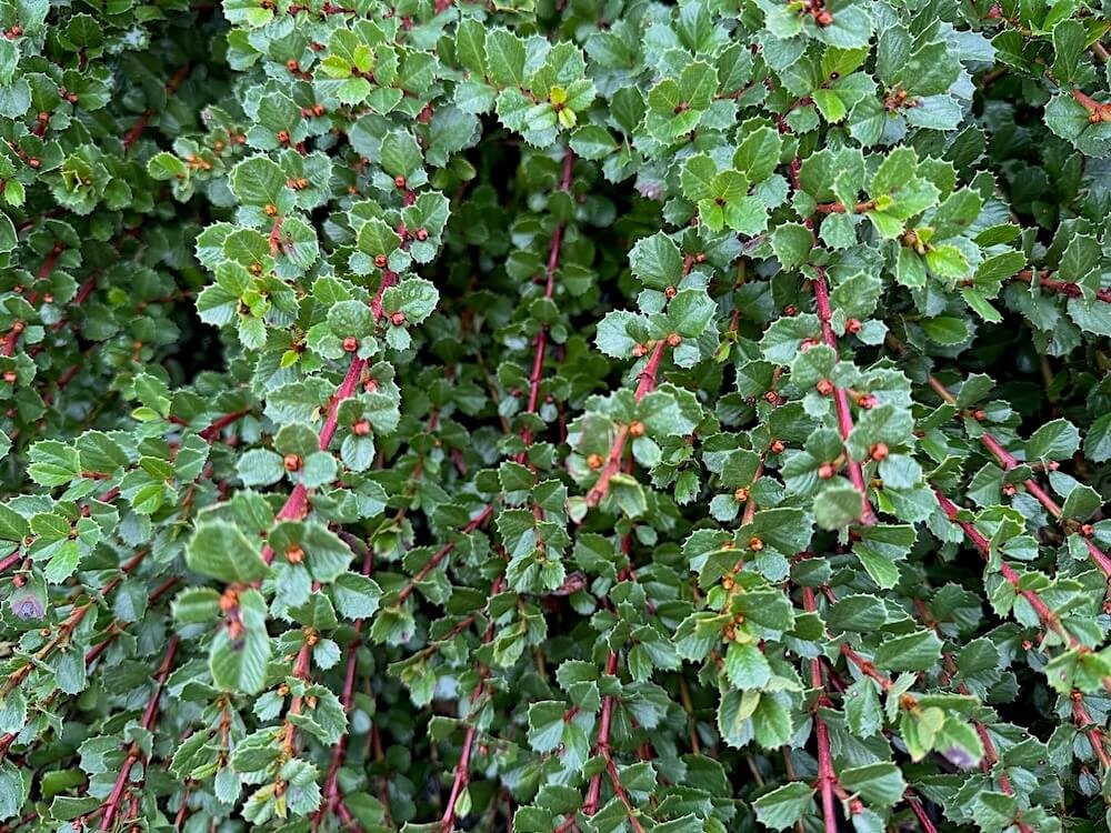 Ceanothus gloriosus