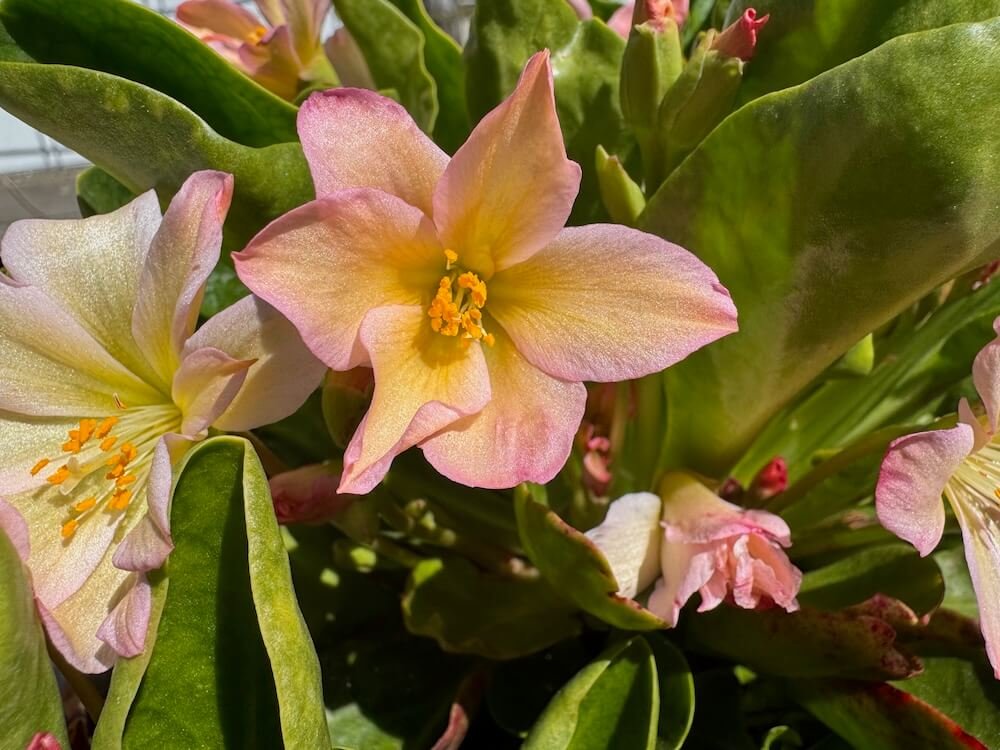 LEWISIA (Lewisiopsis)