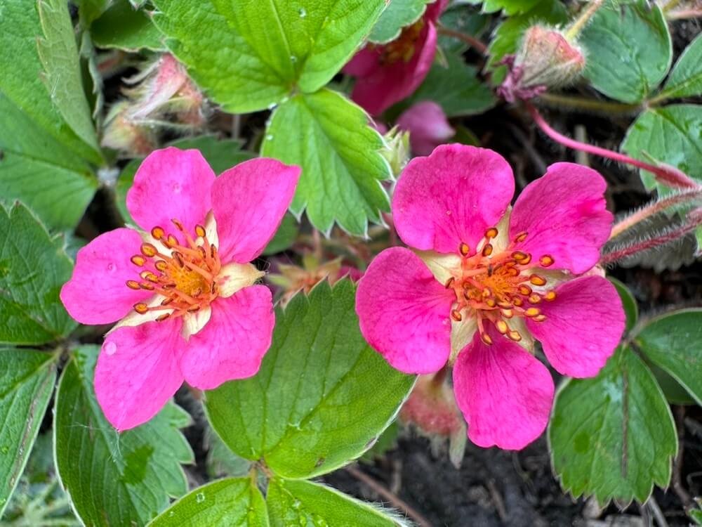 Fragaria x ‘Lipstick’