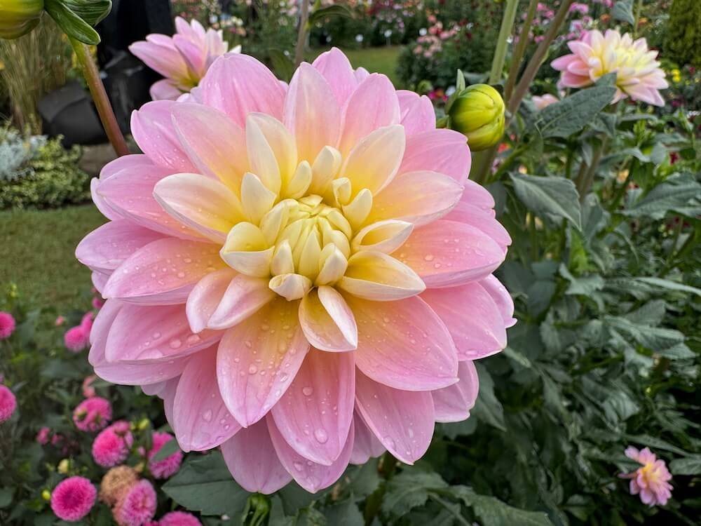 Dahlia 'Gabbi's Wish'