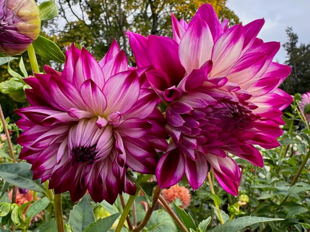 Dahlia 'Allen's Showcase'
